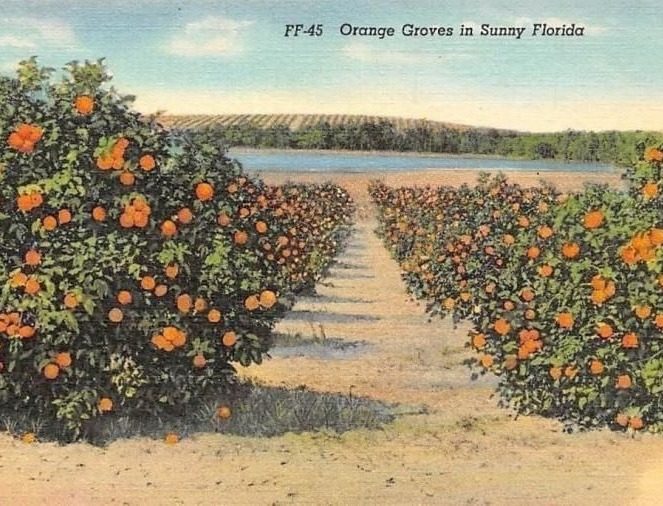 A tinted linen postcard, rows of orange trees to the horizon